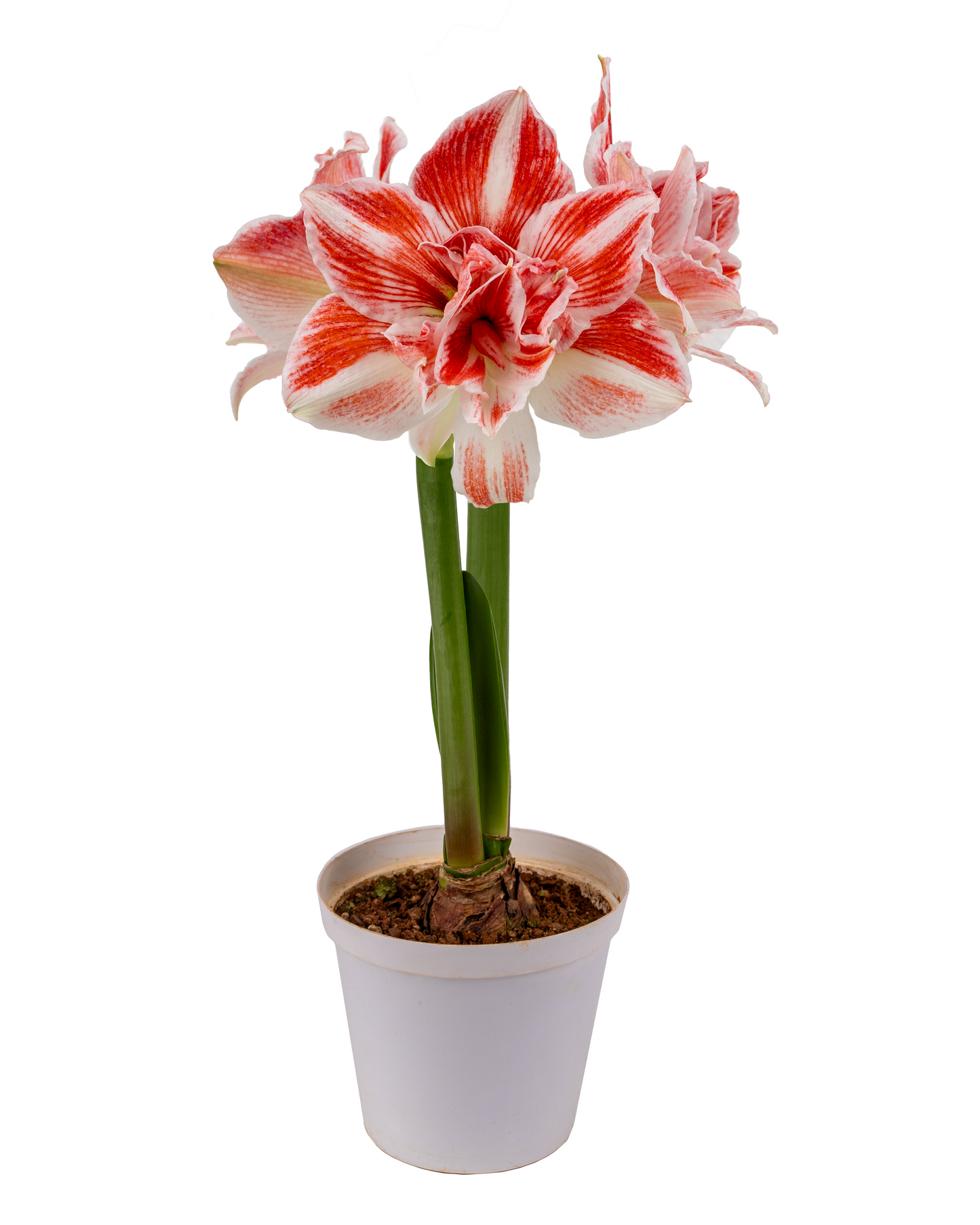 Fragrant Fantasy™