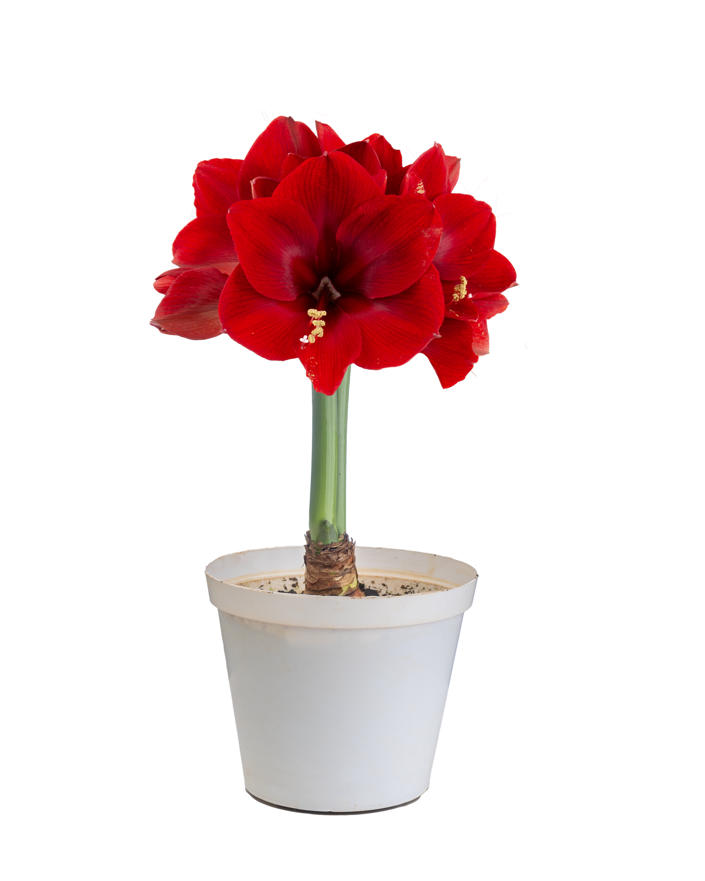 Maraschino™