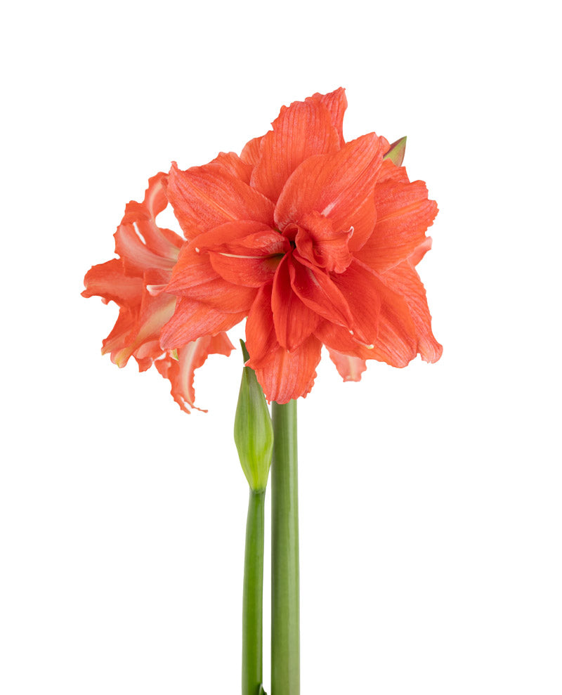 Double sonatini (Flower Size > 6-12cm / 2.4-4.7")
