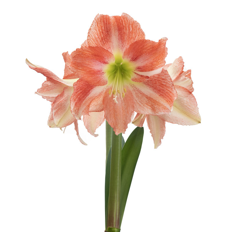 New Varieties