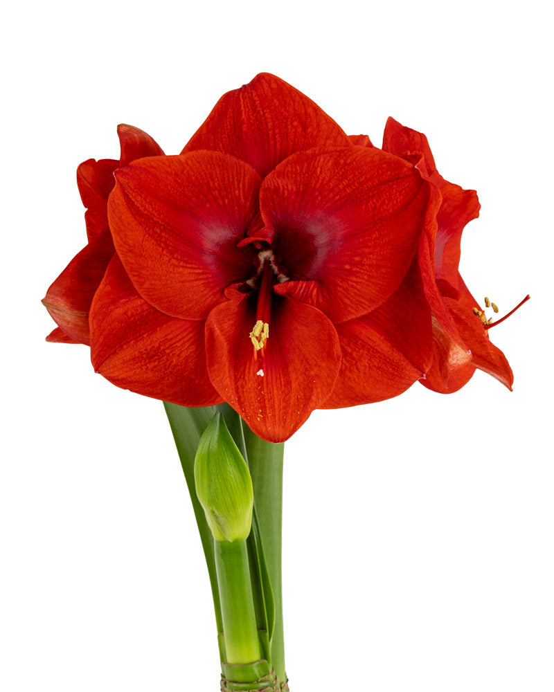Single symphony (Flower Size > 16cm / 6.3")