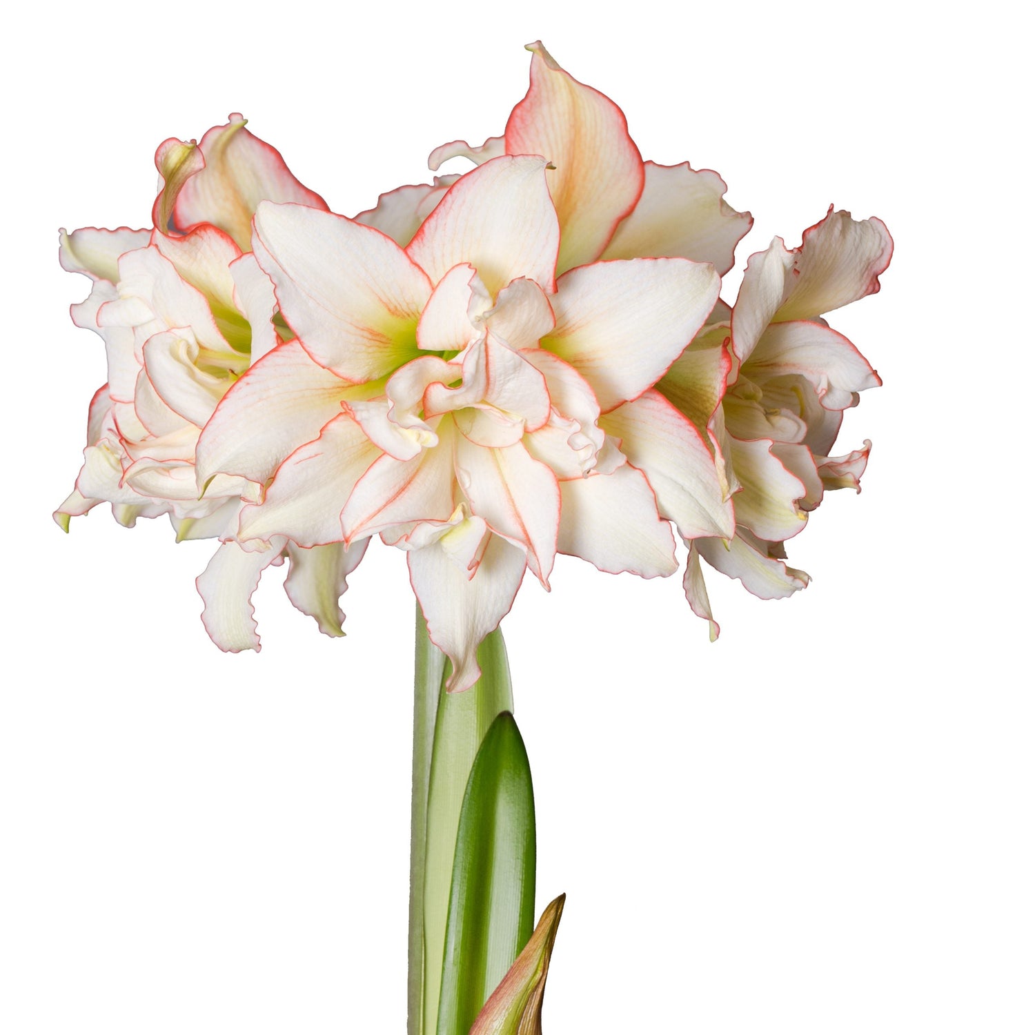 Double sonata (Flower Size > 12-16cm / 4.7-6.3")