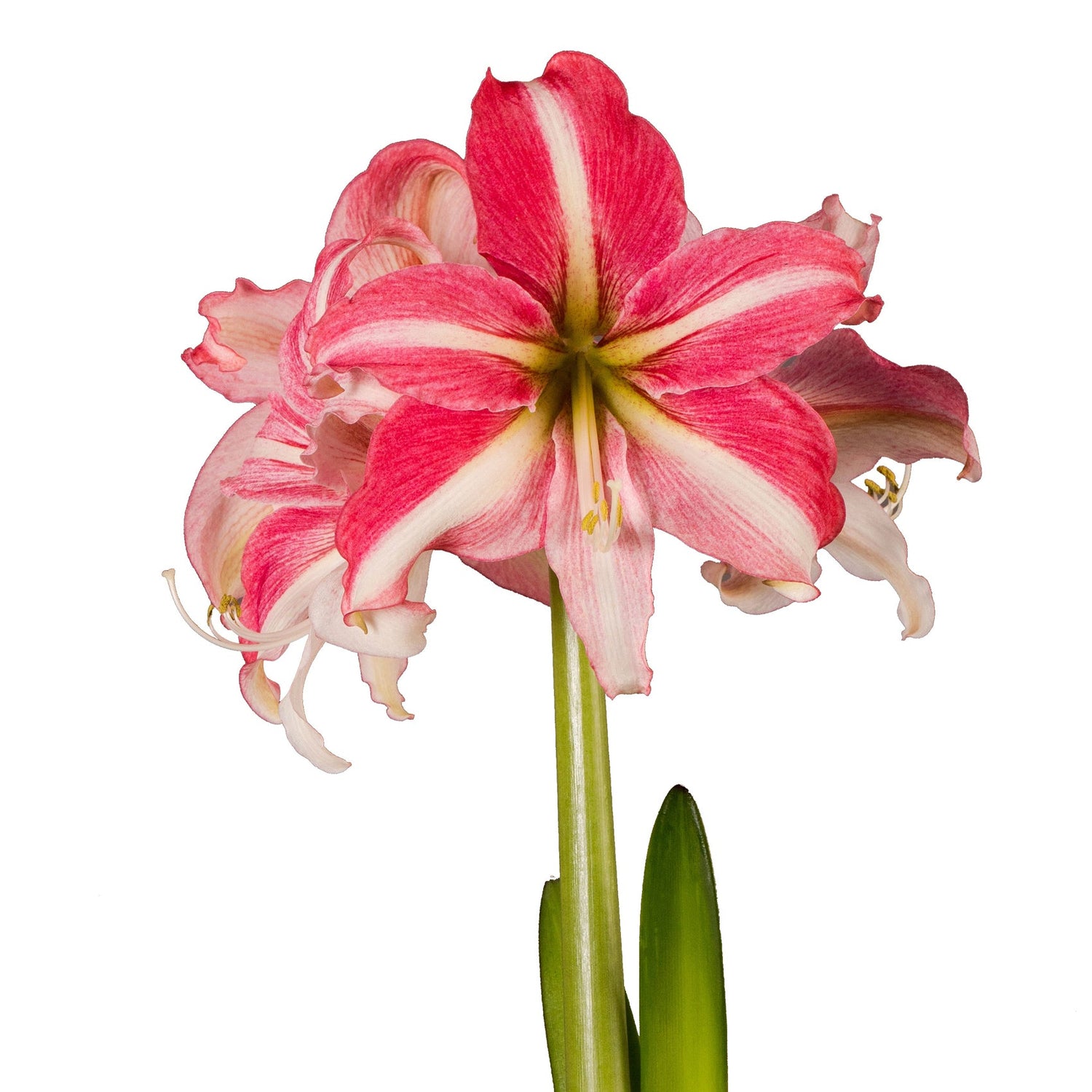 Single sonata (Flower Size > 12-16cm / 4.7-6.3")