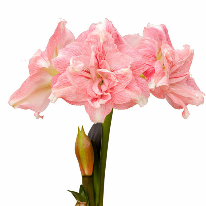 Double symphony (Flower Size > 16cm / 6.3")