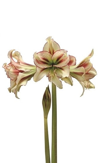 Single sonatini (Flower Size > 6-12cm / 2.4-4.7")