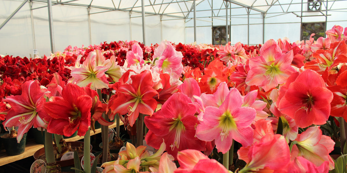 All Hippeastrum