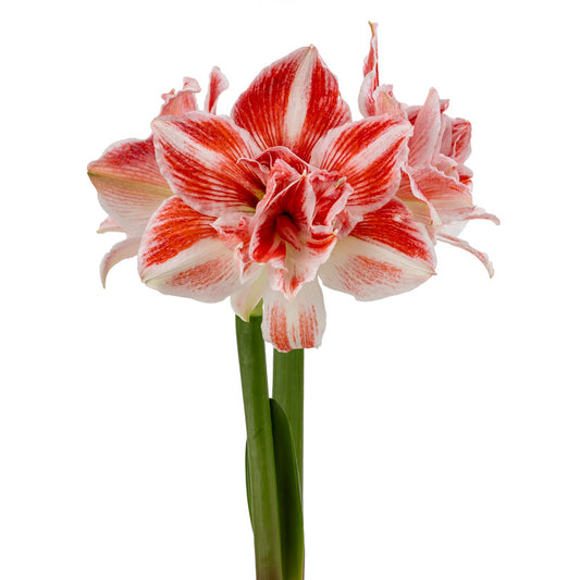 Fragrant Fantasy™