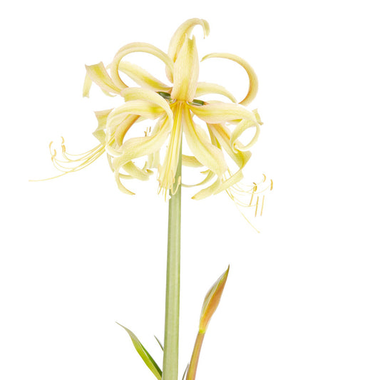 Saffron™