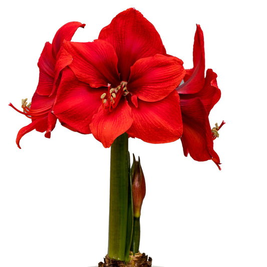 Ruby Gem™