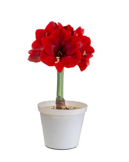 Maraschino™